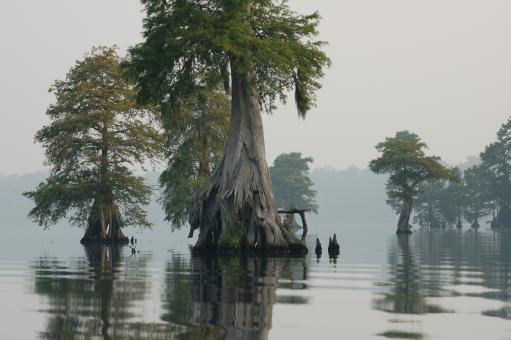 Free Stock Photo of Great Dismal Swamp