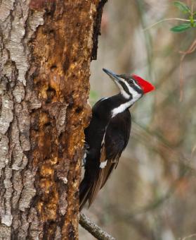 Free Stock Photo of Pileated Woodpecker