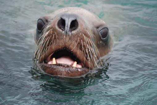 Free Stock Photo of Stellar Sea Lion
