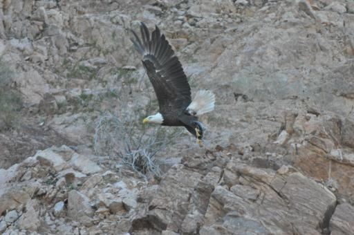 Free Stock Photo of Bald Eagle