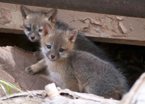 Free Stock Photo of Gray Fox Kits