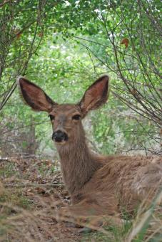 Free Stock Photo of Mule Deer