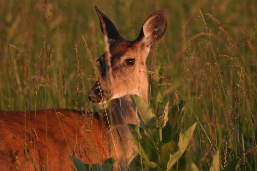 Free Stock Photo of White Tailed Deer