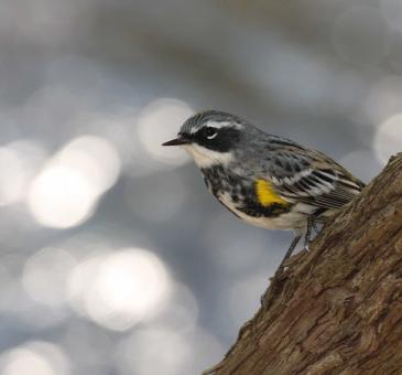 Free Stock Photo of Yellow Rumped Warbler