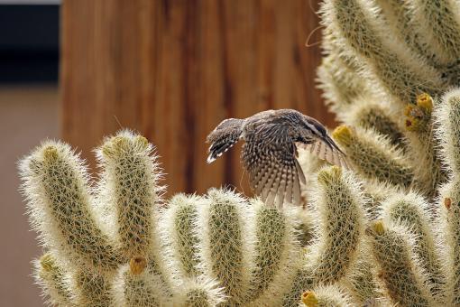Free Stock Photo of Cactus Wren