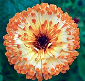 Free Stock Photo of Calendula in the Garden