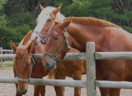 Free Stock Photo of Wild Horses
