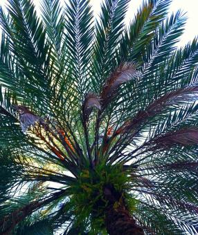Free Stock Photo of Palm Fronds