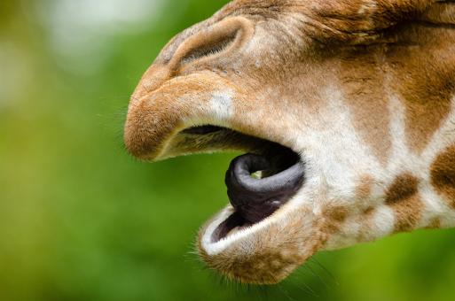 Free Stock Photo of Rothschild Giraffe
