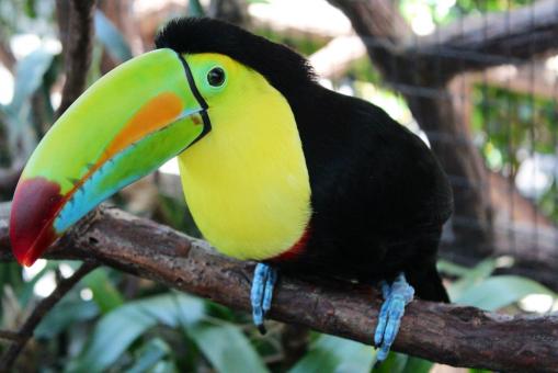 Free Stock Photo of Colorful Toucan