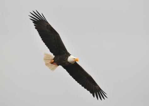 Free Stock Photo of Bald Eagle