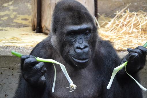 Free Stock Photo of Gorilla in the Zoo