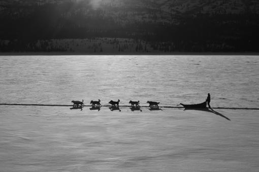 Free Stock Photo of Sled Dog Team