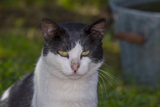 Free Stock Photo of Pet Cat