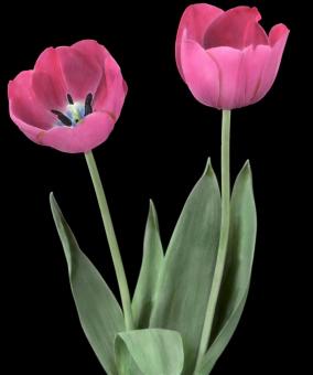 Free Stock Photo of Fresh Tulips