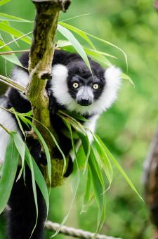 Free Stock Photo of Black and White Ruffed Lemur