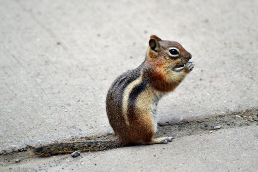 Free Stock Photo of Little Chipmunk