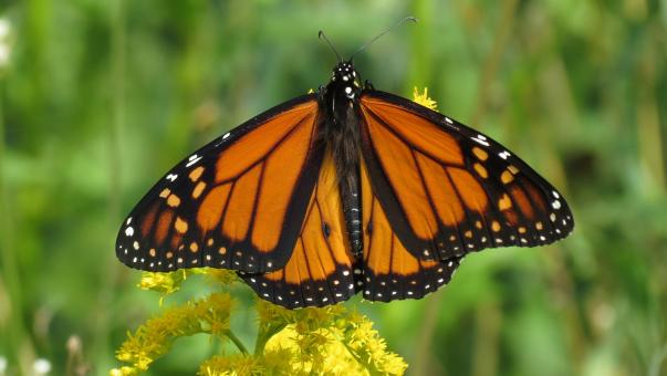 Free Stock Photo of Monarch Butterfly