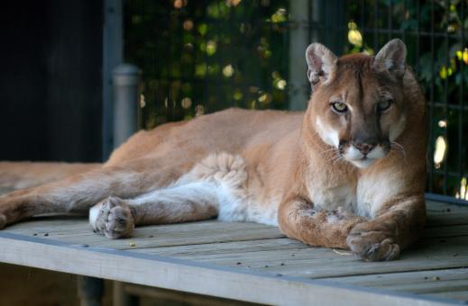 Free Stock Photo of Wild Cougar
