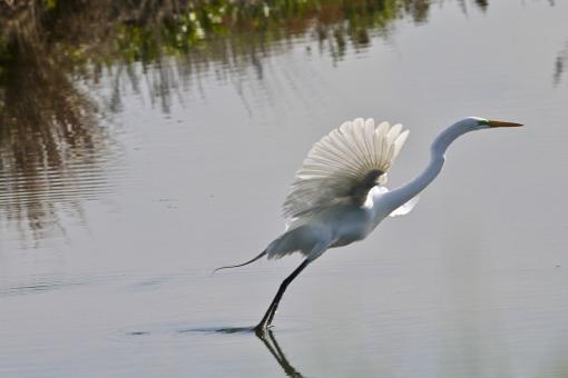 Free Stock Photo of Great Egret