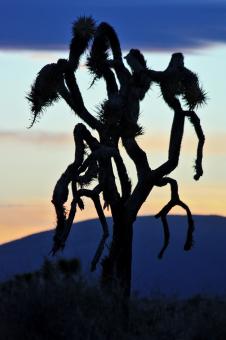 Free Stock Photo of Joshua Tree