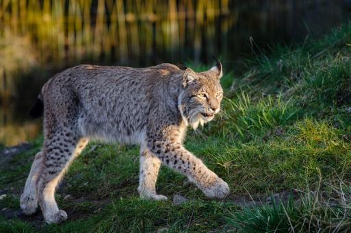 Free Stock Photo of Lynx in the Zoo