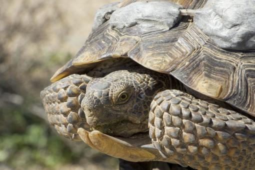 Free Stock Photo of Desert Tortoise