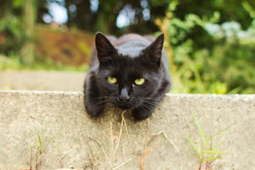 Free Stock Photo of Pet Cat
