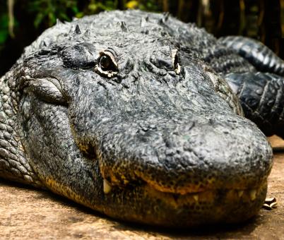 Free Stock Photo of Saltwater Croc