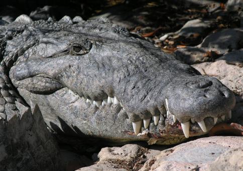 Free Stock Photo of Saltwater Croc