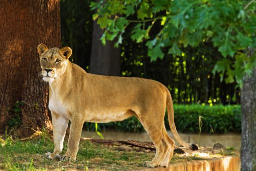 Free Stock Photo of Wild Lioness