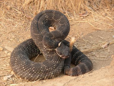 Free Stock Photo of Rattlesnake