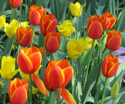 Free Stock Photo of Fresh Tulips