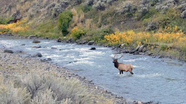 Free Stock Photo of Bull Elk in the River