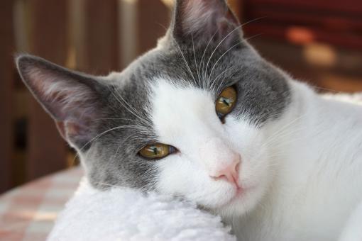 Free Stock Photo of Pet Cat
