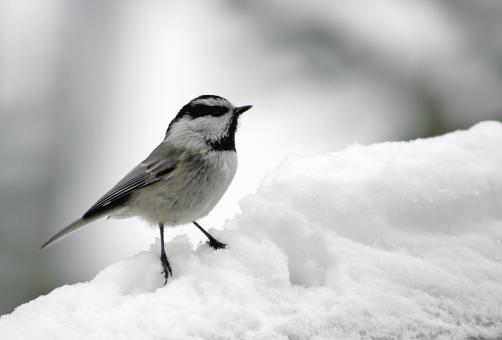 Free Stock Photo of Mountain Chickadee