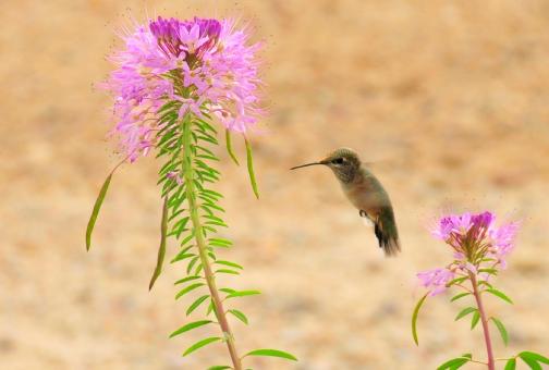 Free Stock Photo of Rufous Hummingbird