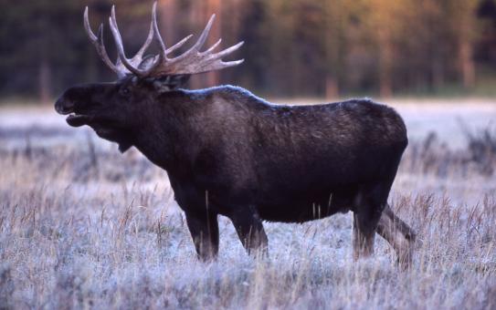 Free Stock Photo of Bull Moose