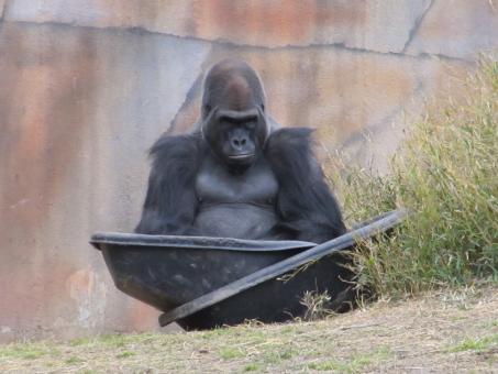 Free Stock Photo of Wild Gorilla
