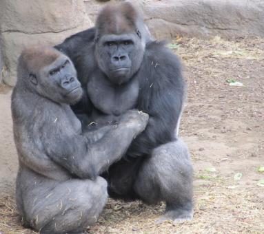 Free Stock Photo of Gorilla Couple