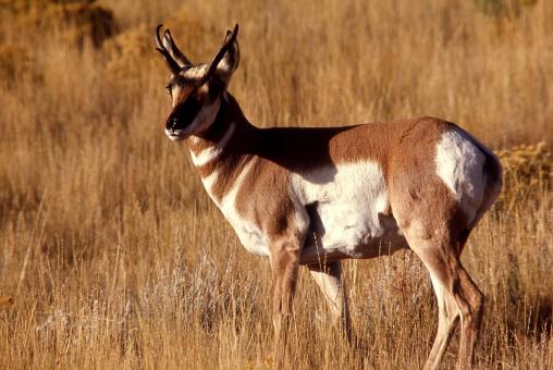 Free Stock Photo of Wild Pronghorn