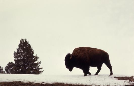 Free Stock Photo of Wild Bison