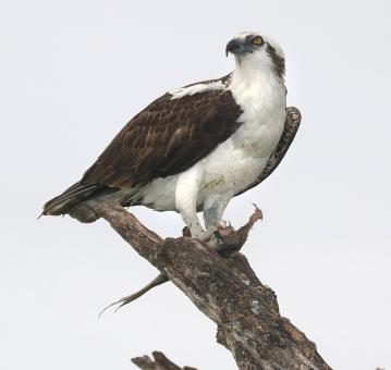 Free Stock Photo of Osprey on the Wood