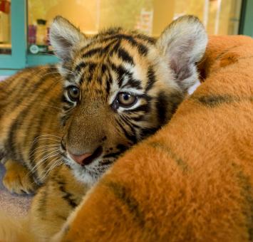 Free Stock Photo of Pet Tiger