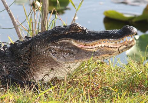 Free Stock Photo of Saltwater Crocodile 