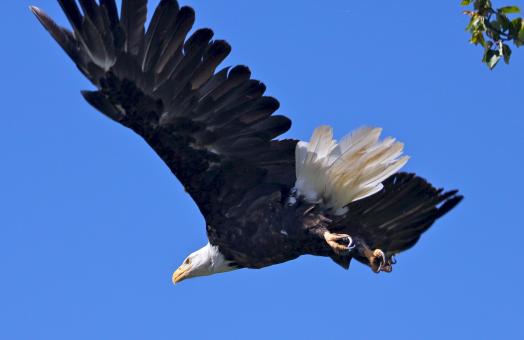 Free Stock Photo of Bald Eagle