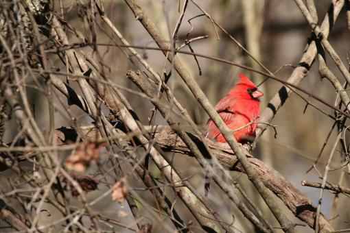 Free Stock Photo of Northern Cardinal