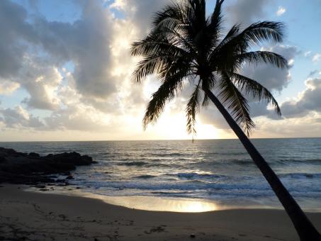 Free Stock Photo of Palm Tree on the Beach