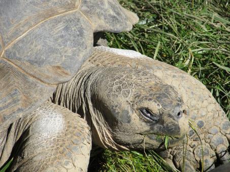 Free Stock Photo of Aged Tortoise