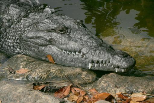 Free Stock Photo of Saltwater Croc